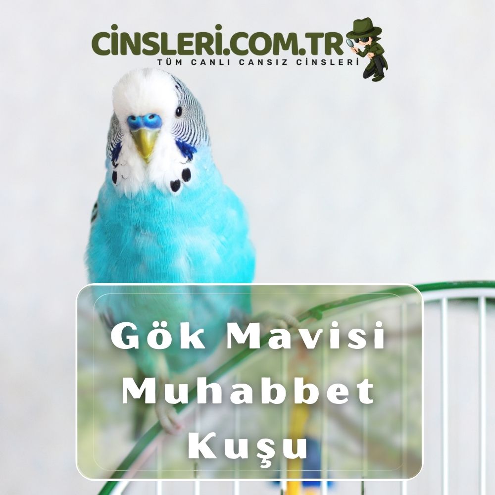 Muhabbet Kuşu Cinsleri Cinsleri