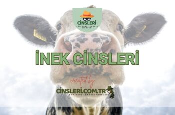 İnek Cinsleri