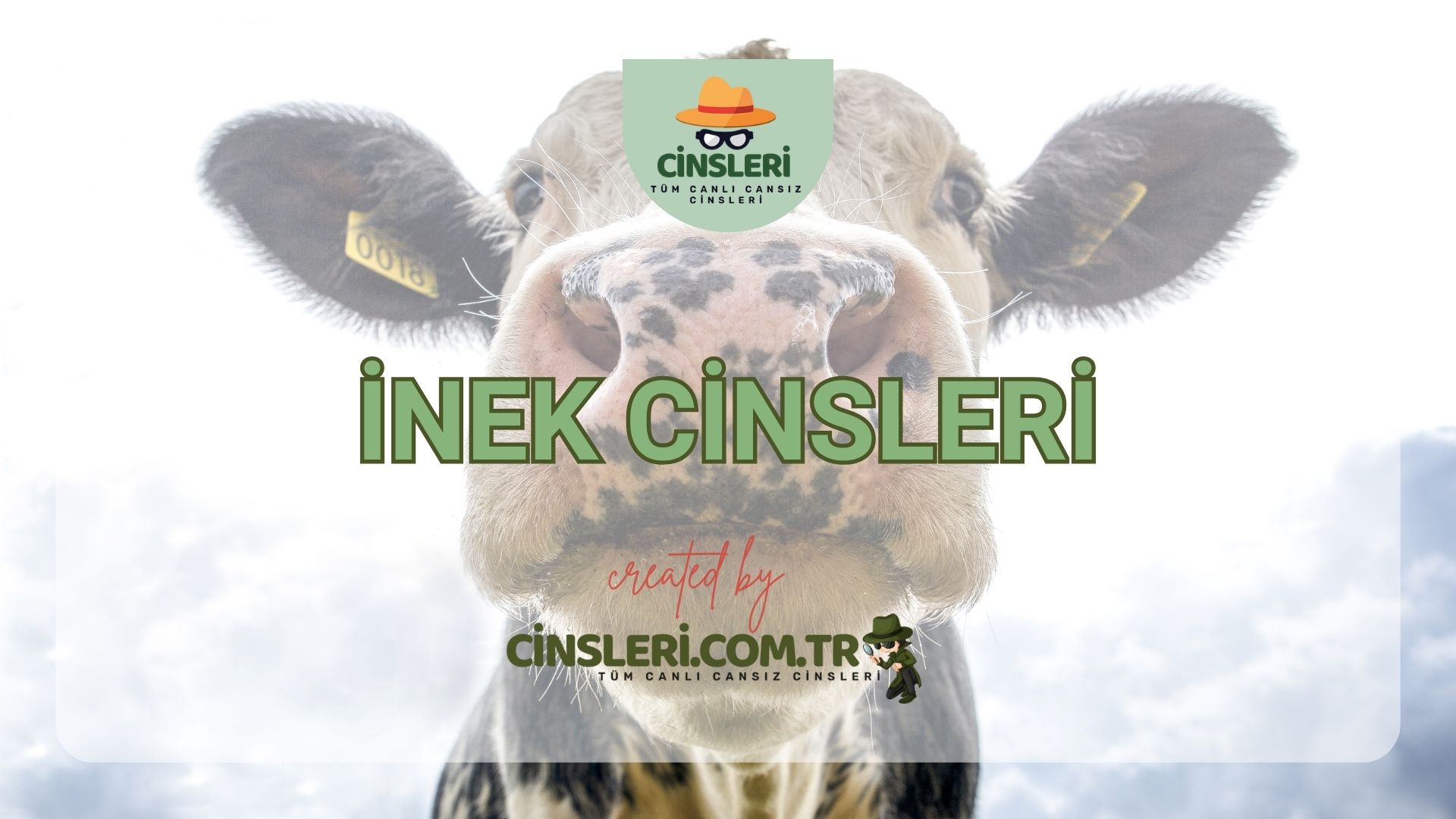 İnek Cinsleri