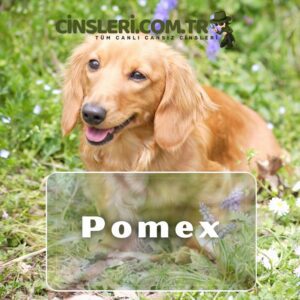 Pomex
