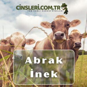 Abrak İnek