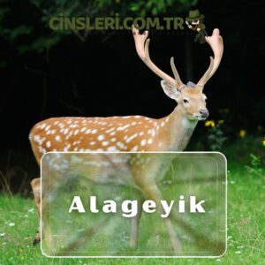 Alageyik