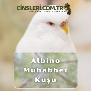 Albino Muhabbet Kuşu