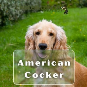 American Cocker