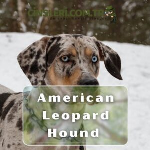 American Leopard Hound