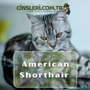 American Shorthair