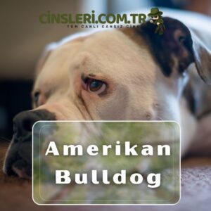 Amerikan Bulldog