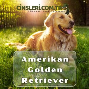 Amerikan Golden Retriever