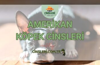 Amerikan Köpek Cinsleri