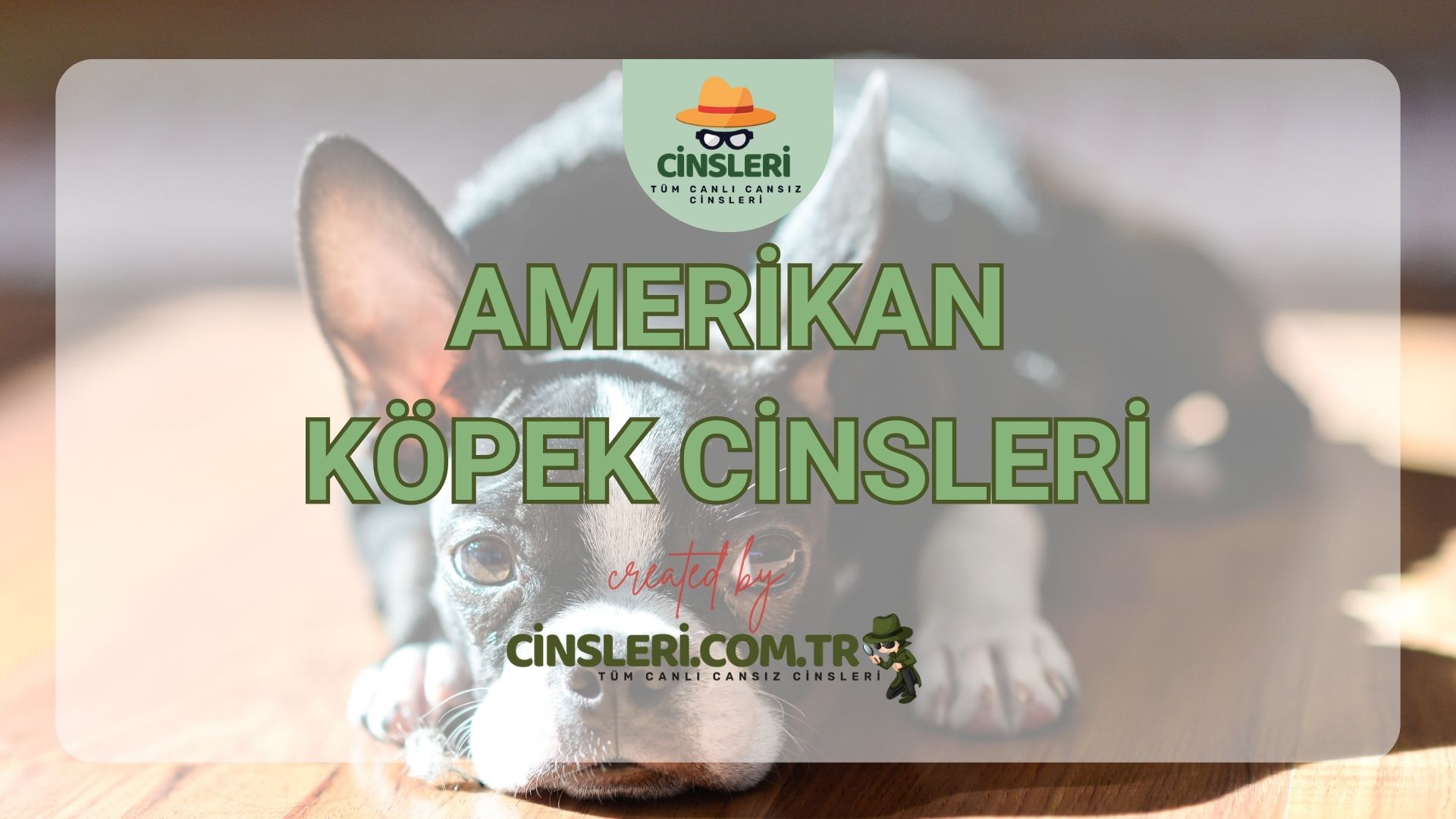 Amerikan Köpek Cinsleri