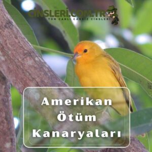 Amerikan Ötüm Kanaryaları