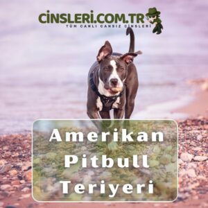 Amerikan Pitbull Teriyeri