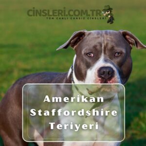 Amerikan Staffordshire Teriyeri