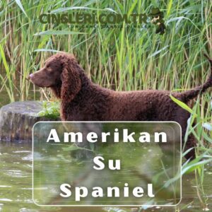 Amerikan Su Spaniel