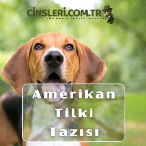 Amerikan Tilki Tazısı