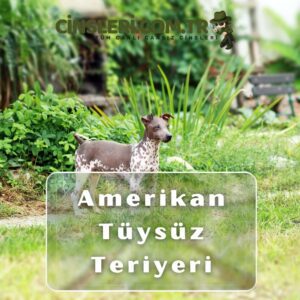 Amerikan Tüysüz Teriyeri