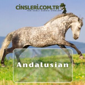 Andalusian