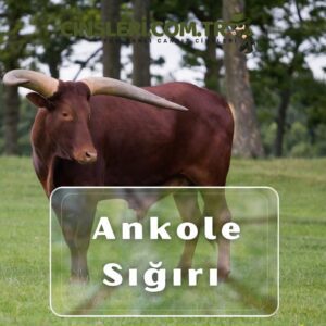 Ankole Sığırı