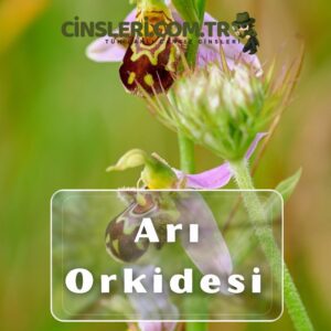 Arı Orkidesi