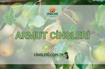 Armut Cinsleri