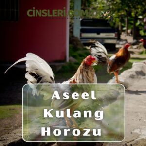 Aseel Kulang Horozu