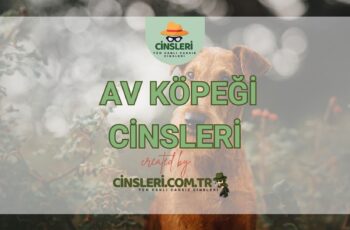 Av Köpeği Cinsleri