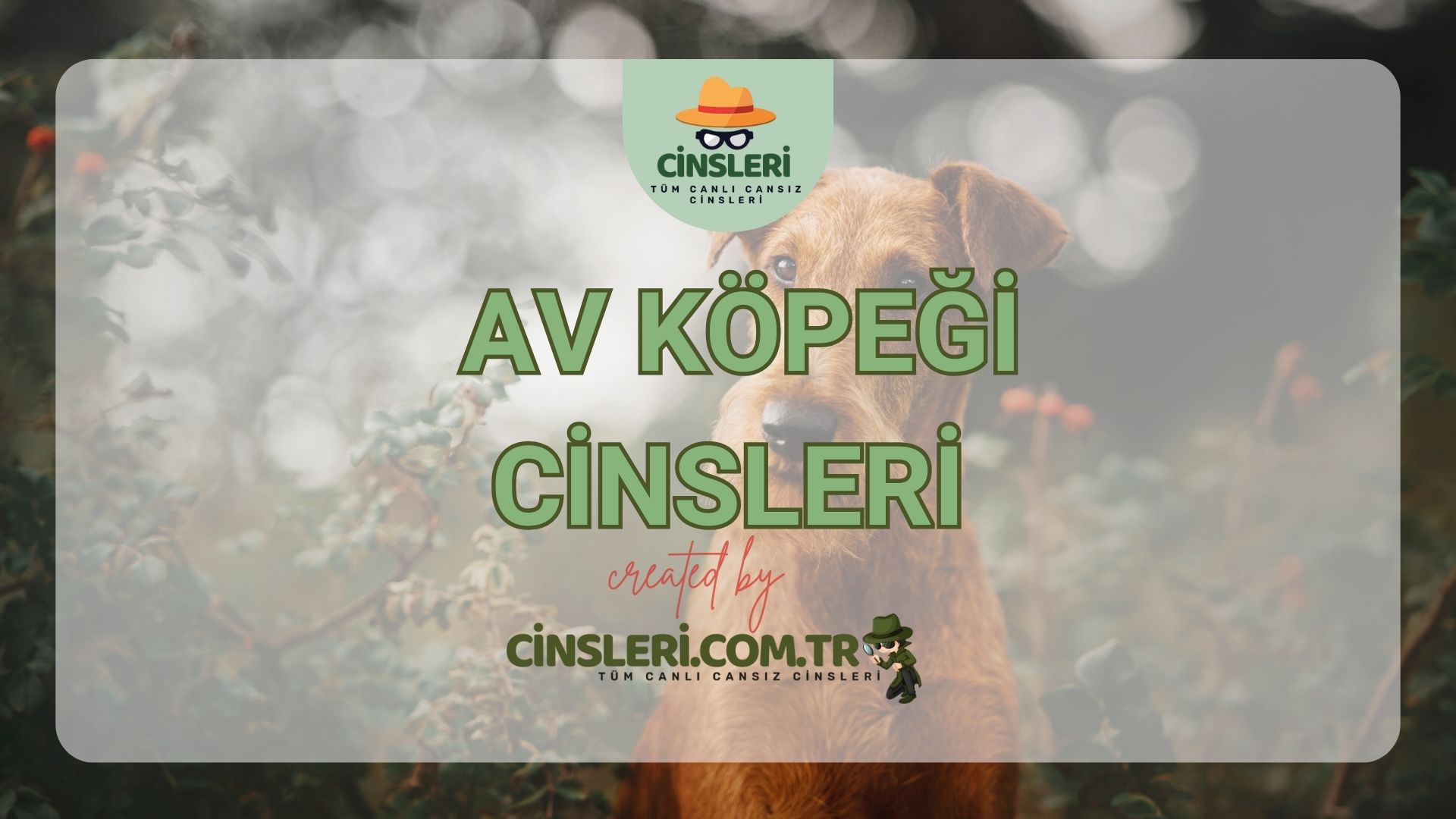 Av Köpeği Cinsleri