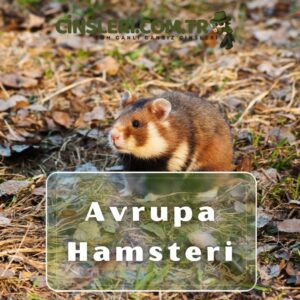 Avrupa Hamsteri