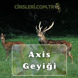 Axis geyiği