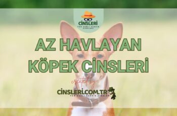 Az Havlayan Köpek Cinsleri