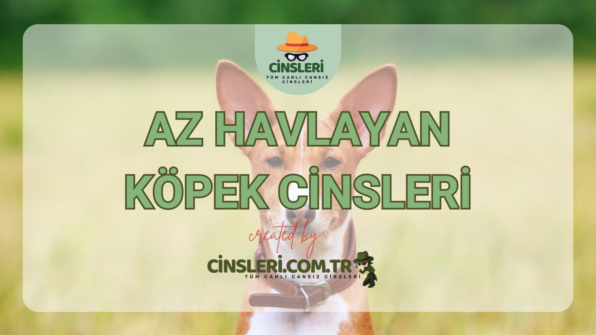 Az Havlayan Köpek Cinsleri