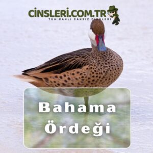 Bahama Ördeği