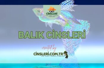 Balık Cinsleri