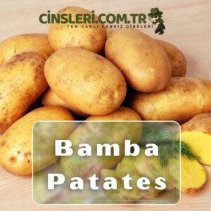 Bamba Patates