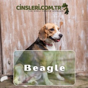 Beagle