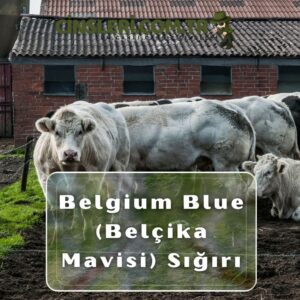 Belgium Blue (Belçika Mavisi) Sığırı