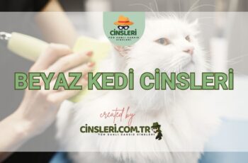 Beyaz Kedi Cinsleri