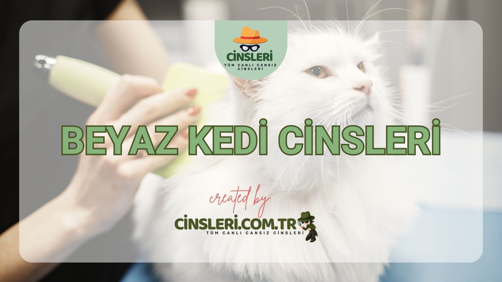 Beyaz Kedi Cinsleri