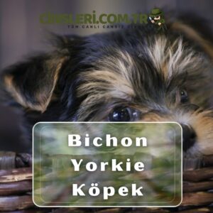 Bichon Yorkie Köpek