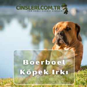 Boerboel Köpek Irkı