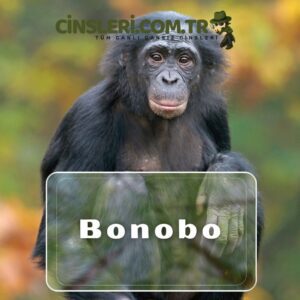 Bonobo