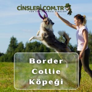 Border Collie Köpeği