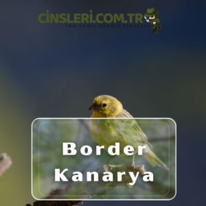 Border Kanarya