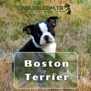 Boston Terrier