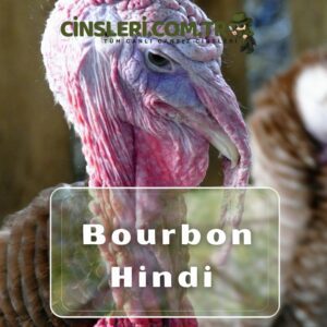 Bourbon Hindi