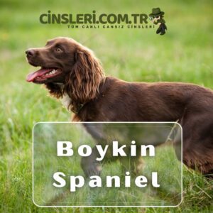 Boykin Spaniel