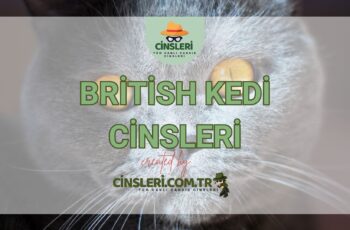 British Kedi Cinsleri