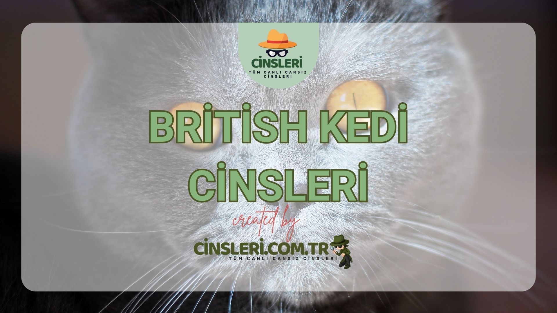 British Kedi Cinsleri