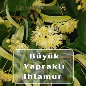 Büyük Yapraklı Ihlamur