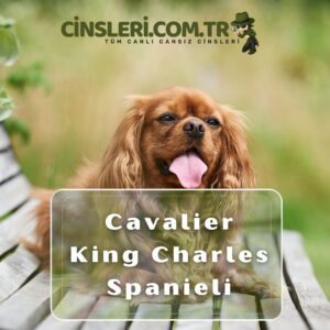 Cavalier King Charles Spanieli